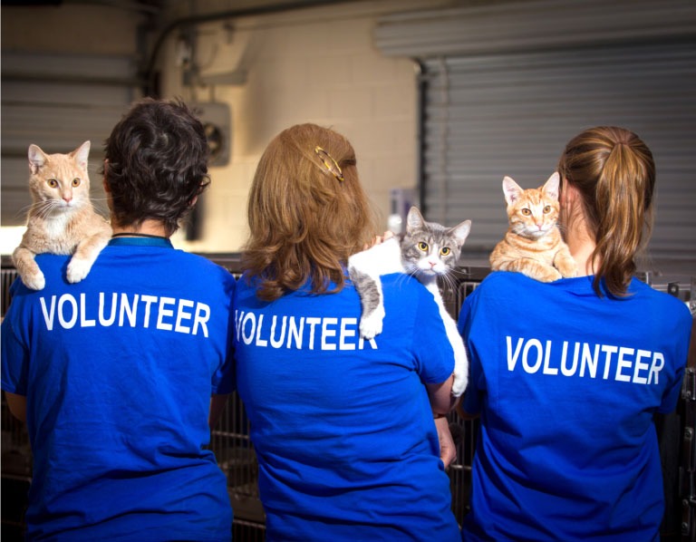 volunteers volunteers